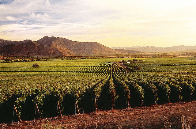 Vineyards