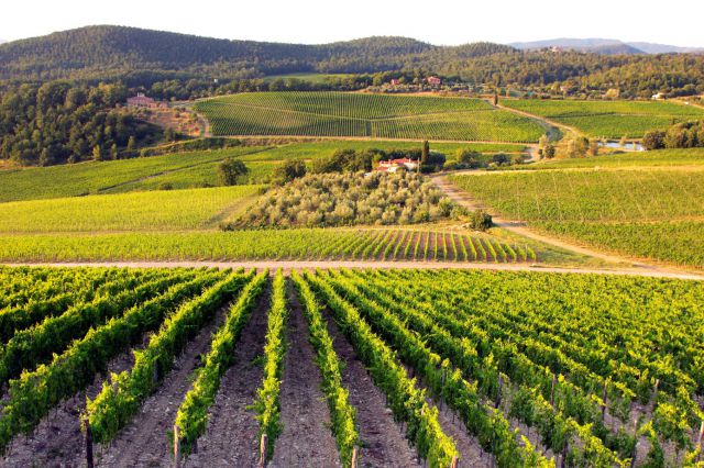 Vineyards
