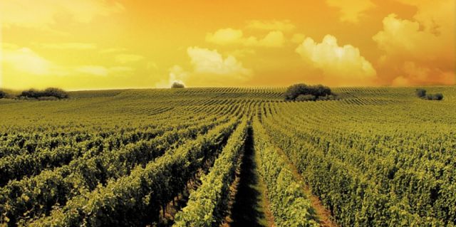 Vineyards
