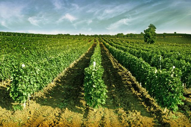 Stobi Winery
