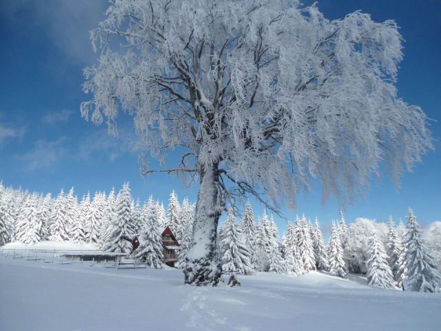 Plackovica