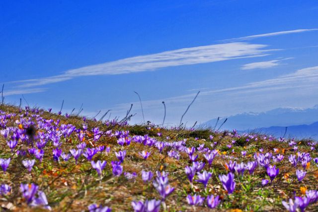 Plackovica