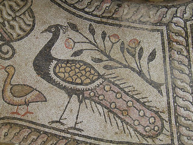 Peacock