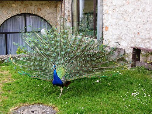 Peacock in Monastery Saint Naum